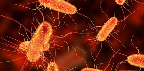 Vi khuẩn Escherichia coli là nguyên nhân chủ yếu gây viêm bàng quang